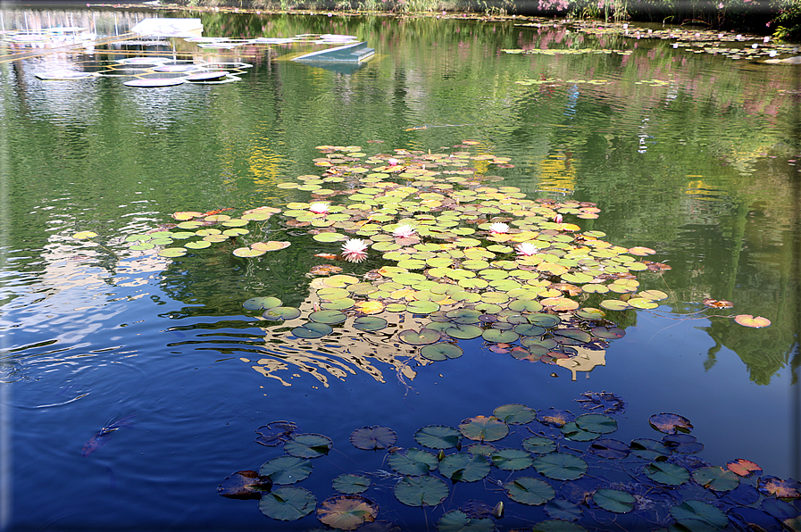 foto Giardini Trauttmansdorff - Giardini acquatici